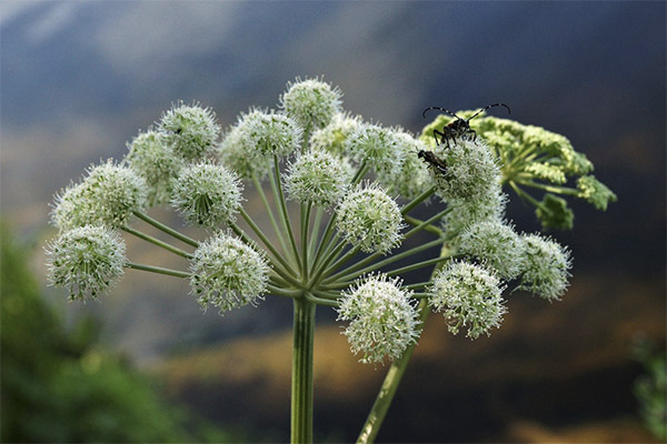 Angelica