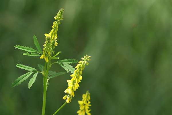 Melilotas liaudies medicinoje