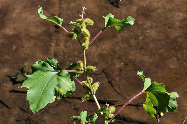 Gooseberry in folk medicine