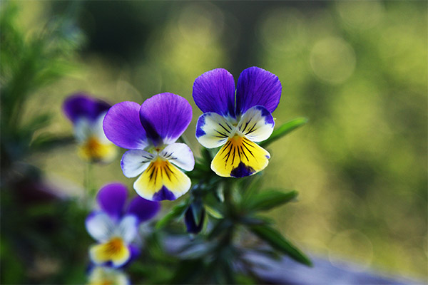 Tricolor violeta