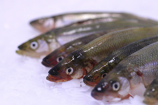 Interesting facts about smelt