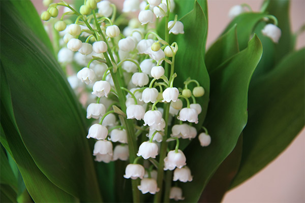 Faits intéressants sur le muguet