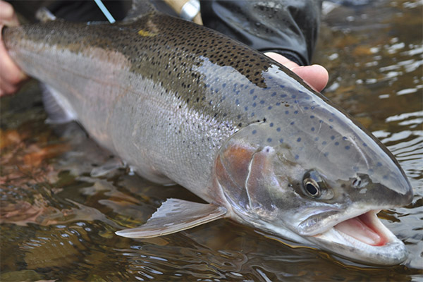 Interessante feiten over zalm