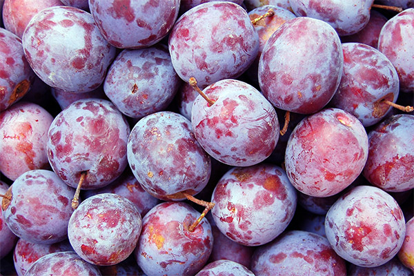 Interesting Plum Facts