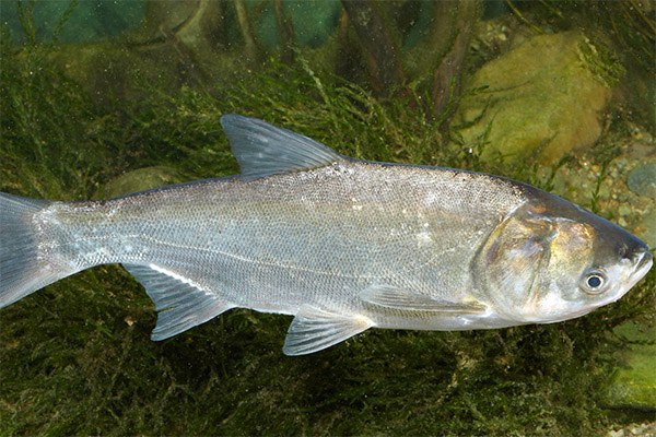 Fatti interessanti sulla carpa argentata