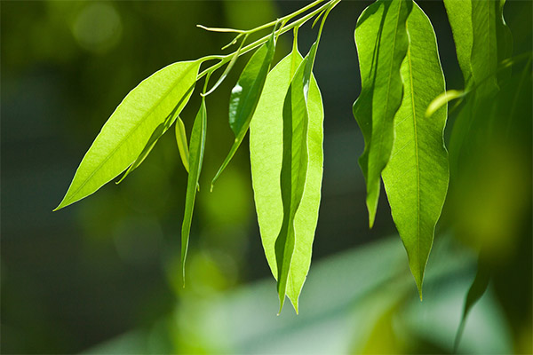 Interessante feiten over eucalyptus