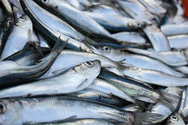 Interesting facts about herring