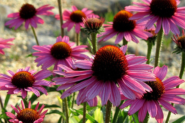 Echinacea ในการแพทย์พื้นบ้าน