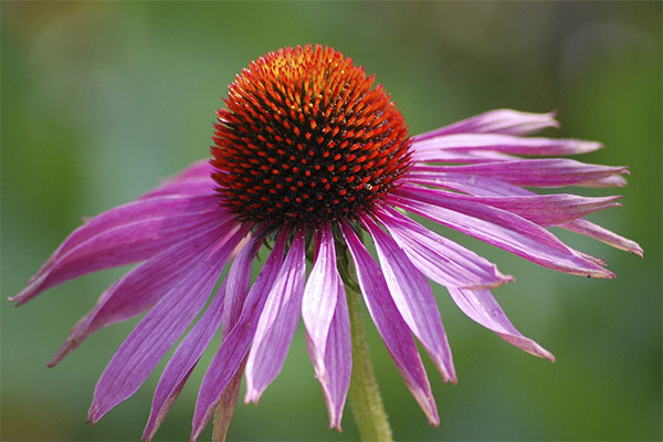 echinacea