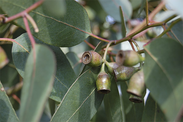 Eukalyptus kansanlääketieteessä