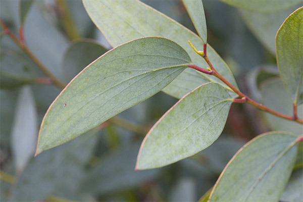 Eucalyptus