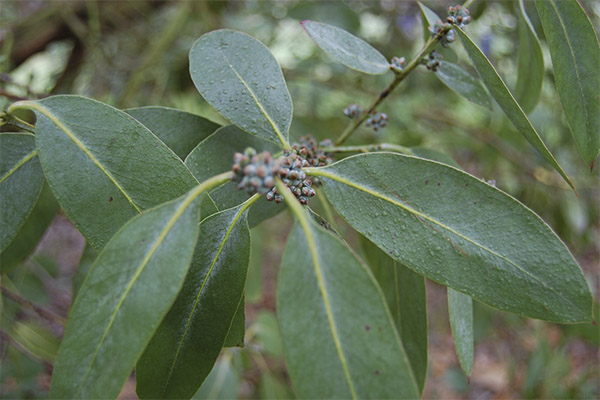 Hoe eucalyptus te gebruiken bij het koken