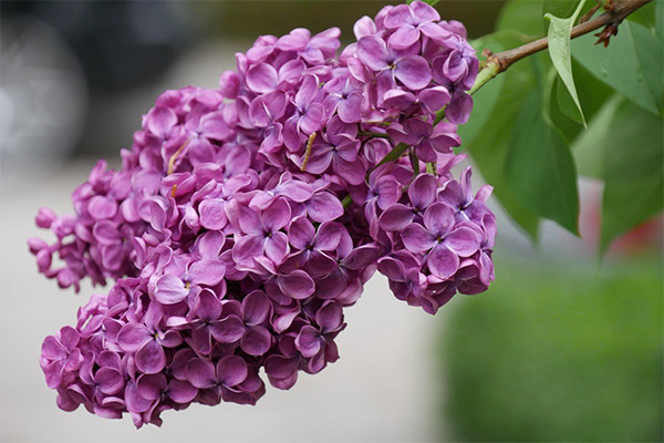 Cách dùng lilac trong nấu ăn