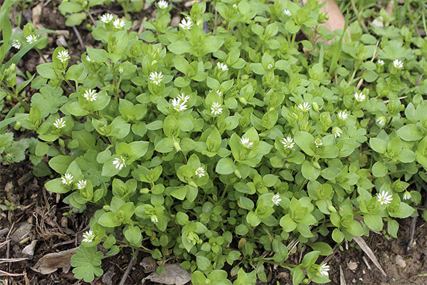 Hoe zich te ontdoen van houtluizen in de tuin