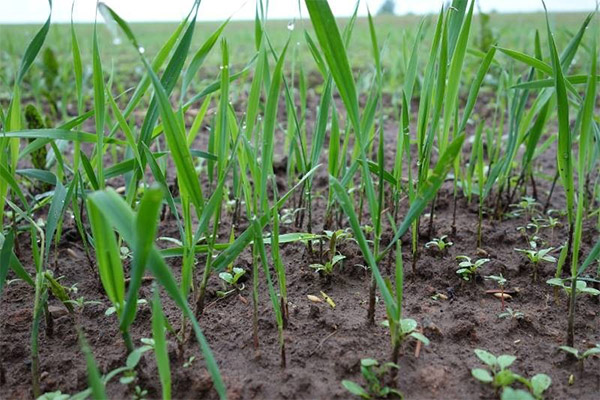 Hoe tarwegras in de tuin te verwijderen