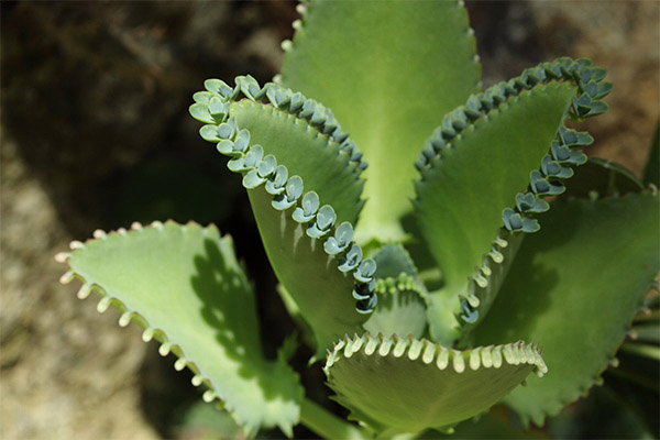 Kalanchoe na medicina popular