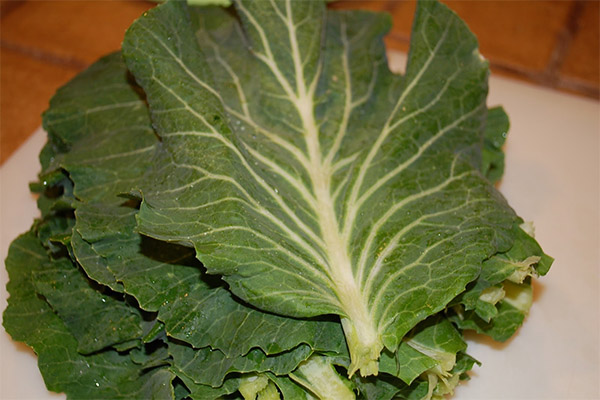 Cabbage leaf