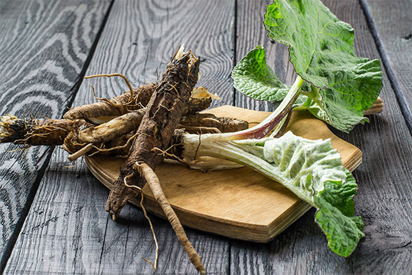 Burdock root