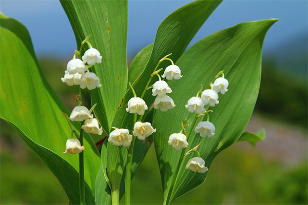 Lily of the valley in traditional medicine