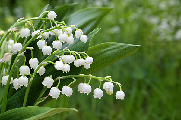 Muguet