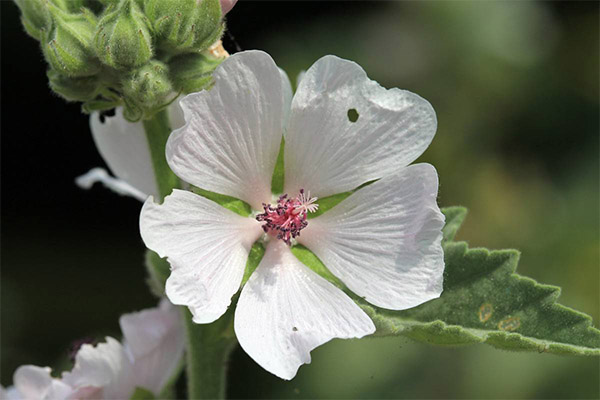 De genezende eigenschappen van Althea