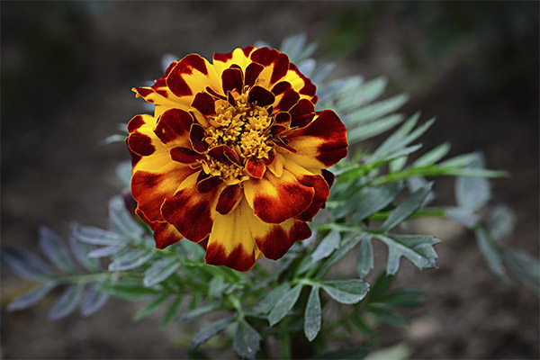 De genezende eigenschappen van goudsbloemen