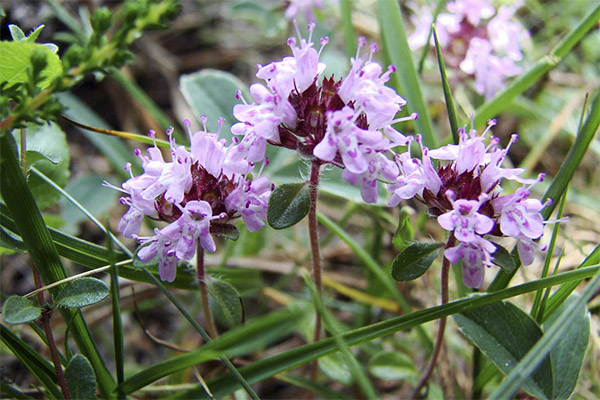 The healing properties of thyme