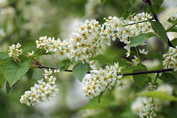 The healing properties of bird cherry