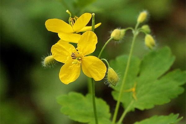 Ciri penyembuhan celandine