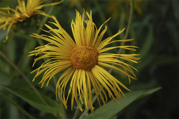 Sifat perubatan elecampane