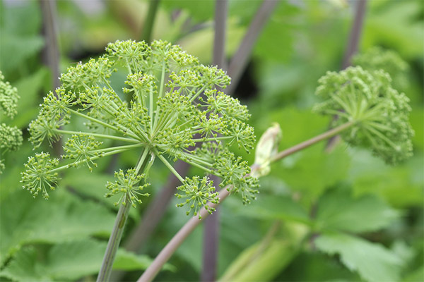 The healing properties of angelica