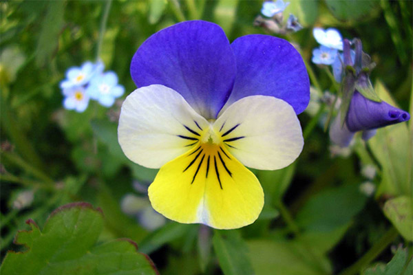 Ciri penyembuhan violet tricolor