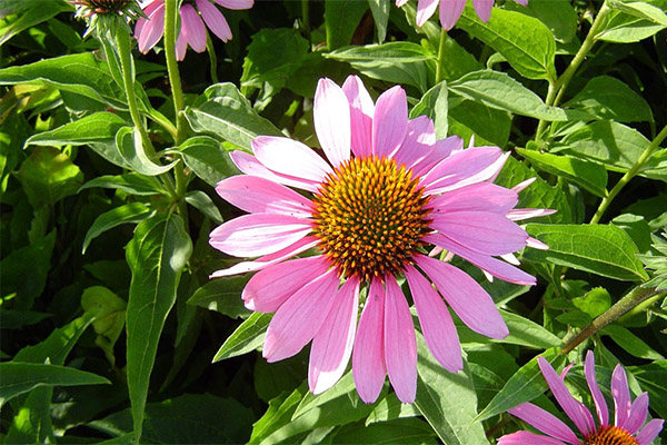 As propriedades curativas da echinacea