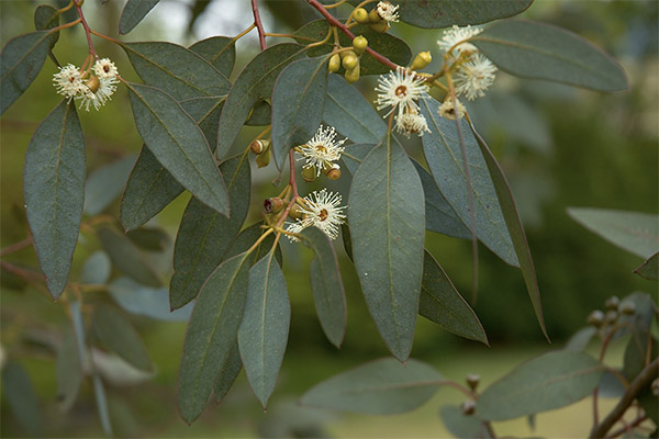 De helende eigenschappen van eucalyptus