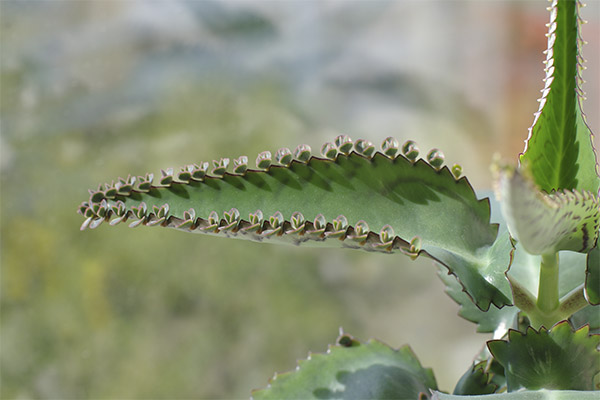 As propriedades curativas de Kalanchoe