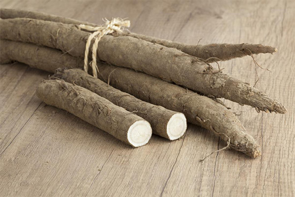 The healing properties of burdock root