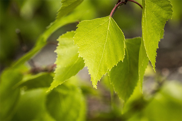 The healing properties of birch leaves