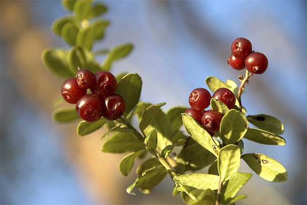 De helbredende egenskaber ved lingonberry blade