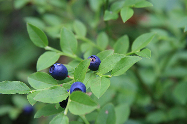 Ciri penyembuhan daun blueberry