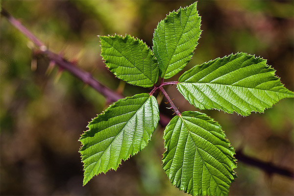 The healing properties of blackberry leaves