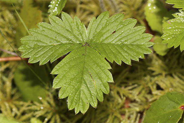 The healing properties of strawberry leaves