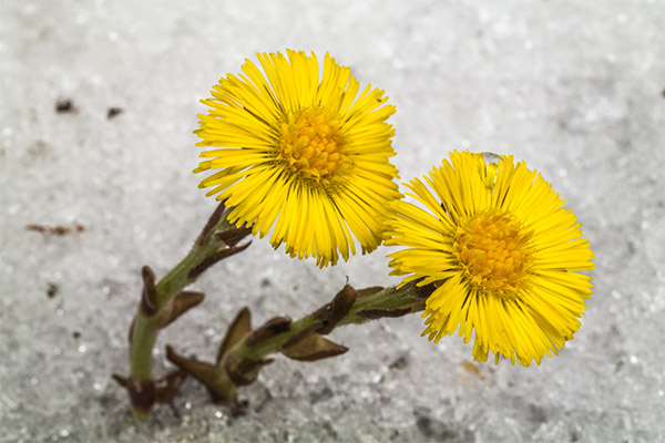 Propriedades medicinais do coltsfoot