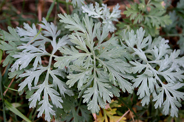 The healing properties of wormwood