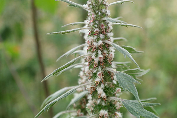 Sifat penyembuhan motherwort