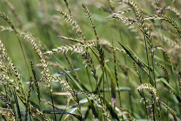 Sifat penyembuhan dari wheatgrass