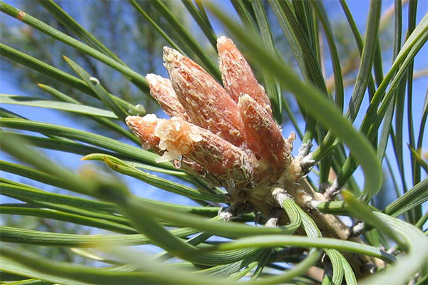 The healing properties of pine buds