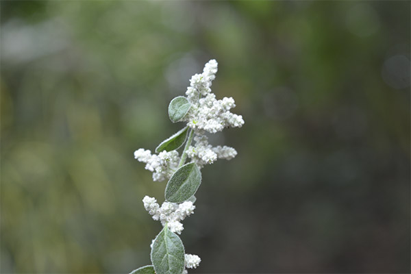 The healing properties of the grass of the woolly erva