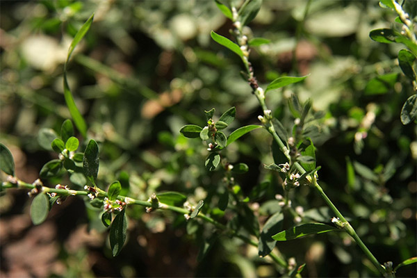 Medicinale eigenschappen van duizendknoop van gras