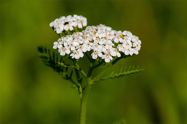 As propriedades curativas do yarrow