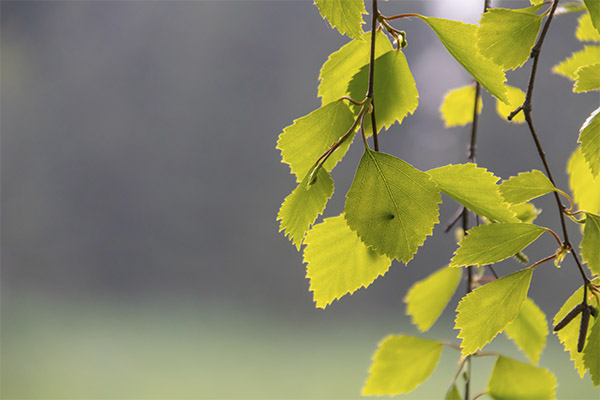 Feuilles de bouleau